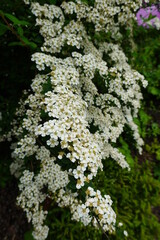 Spiraea nipponica is a species of flowering plant in the family Rosaceae, native to the island of Shikoku, Japan.