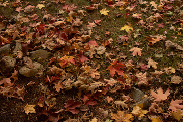 autumn leaves background