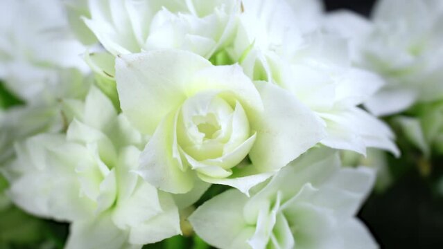 Beautiful opening white flower, Petals of Blooming flower open, time lapse, close-up 4k