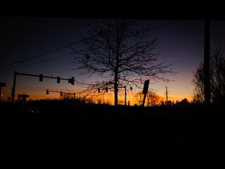 silhouette of a tree