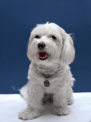 White happy dog smiling