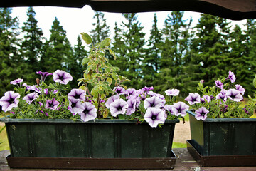 Fototapeta na wymiar Purple flowers in a flower box on the mountains near the forest