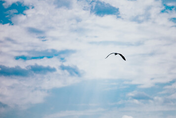 bird flying in the sky