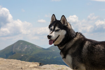 Portrait of a blue eyed beautiful smiling Siberian Husky dog with tongue sticking out in the mountain background