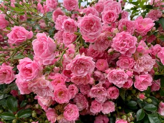 Pink garden blooming rose. Spring or summer is coming blossoming pink rose garden bush. Beautiful pink flowers, blooming bushes. English garden, bloom, blossom