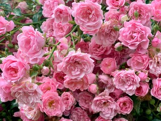 Obraz na płótnie Canvas Pink garden blooming rose. Spring or summer is coming blossoming pink rose garden bush. Beautiful pink flowers, blooming bushes. English garden, bloom, blossom