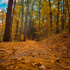 autumn in the forest