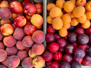 Fresh organic fruits on a market. Farmer’s market: fresh organic apricot, plum, peach and nectarine in a wooden box. 