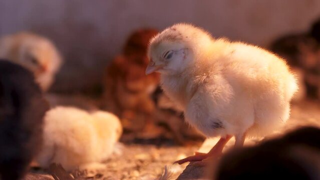 White Chicken View. Raising chicks in an incubator. The little chicks are warming under the lamp. Close-up of the film. 4k