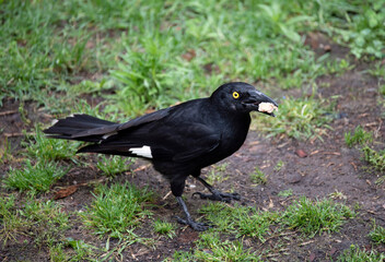 Australian Pied Currawong (Strepera graculina)
