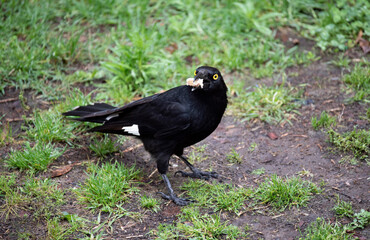 Australian Pied Currawong (Strepera graculina)