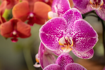 Orquídea macro fotografia - zoom 
