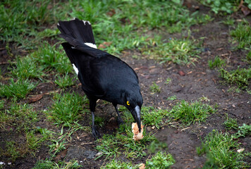 Australian Pied Currawong (Strepera graculina)