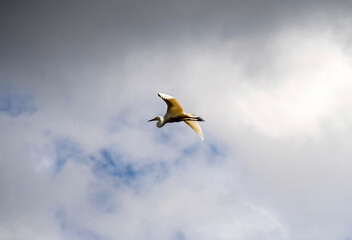 Egret (Ardea alba)