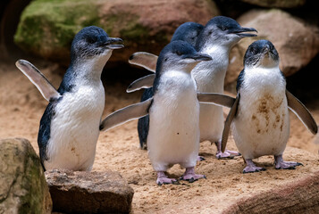 Little Blue Penguin ( Eudyptula minor)