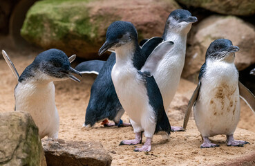 Little Blue Penguin ( Eudyptula minor)