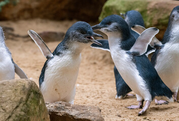 Little Blue Penguin ( Eudyptula minor)