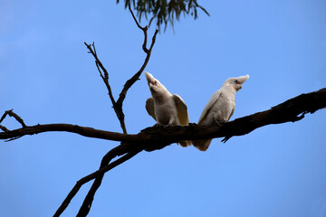 Little Corella (Cacatua sanguinea)