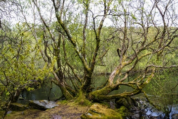 Tree by rocky bank of lake.