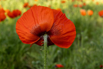 Naklejka premium red poppy in the field
