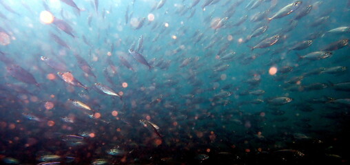 Costa Rica Pacific sea life