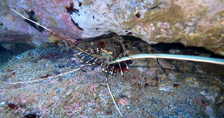 Costa Rica Pacific sea life