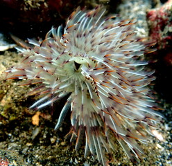 Costa Rica Pacific sea life