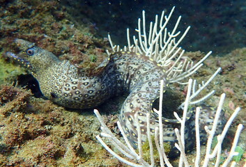 Costa Rica Pacific sea life