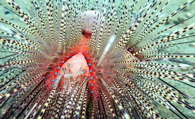 Costa Rica Pacific sea life