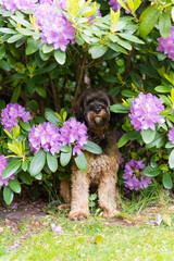 Cockapoo im Garten vor Azalee Busch