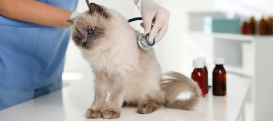 Professional veterinarian examining cat in clinic, closeup. Banner design
