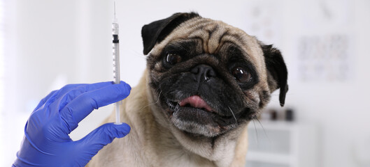 Professional holding syringe with vaccine near cute pug dog in clinic, closeup. Banner design