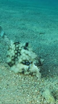 VERTICAL VIDEO: Close-up of Boxfish swims over sandy bottom. Thornback Boxfish or Camel Cowfish (Tetrosomus gibbosus), Slow motion. Red sea, Egypt