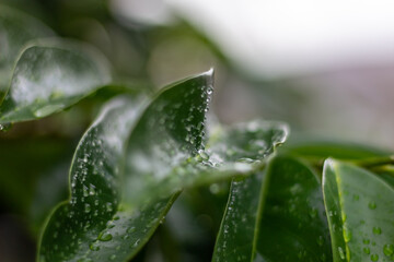 water drops on green grass