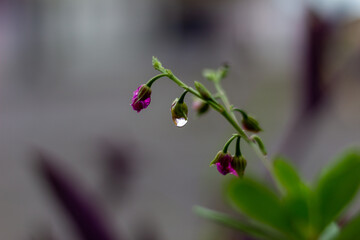 ladybird on a flower