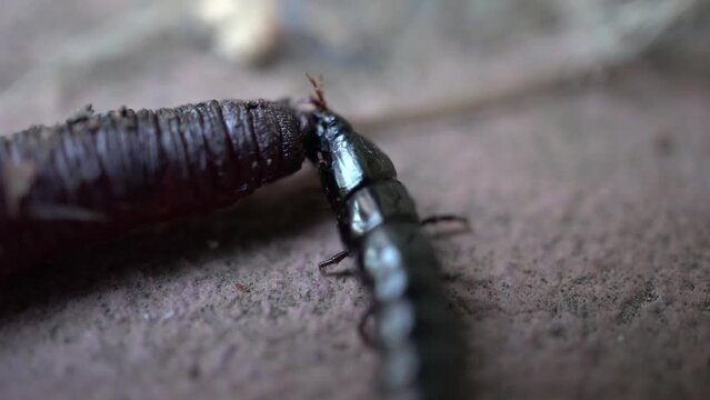 A black elongated beetle eats a worm. An aggressive insect attacked an earthworm. Macro.