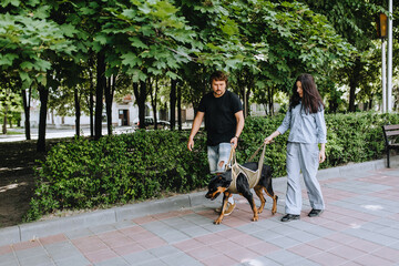 A male owner and a female veterinarian, a doctor, walk in the park with a sick Rottweiler dog in a special corset, a leash after surgery and help to recover.