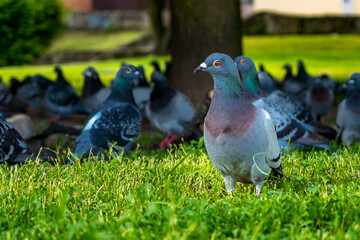 Tauben sitzen unter einem Baum