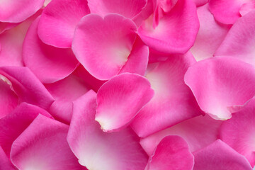 Closeup of many pink rose petals as background, top view