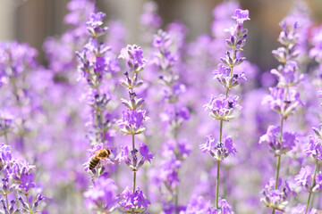 Fototapeta na wymiar Beautiful lavender flowers growing in field, closeup
