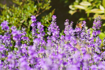 Beautiful lavender flowers growing in field, closeup