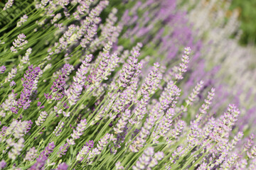 Fototapeta premium Beautiful blooming lavender plants in field on sunny day, closeup