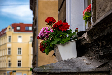 Blumenkasten am Festerbrett