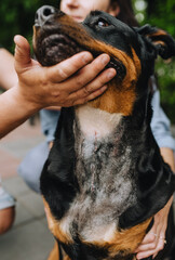 Male doctor veterinarian shows a large scar on the neck of a rottweiler dog after spinal surgery in...