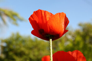 Beautiful red poppy flower outdoors on sunny day, closeup
