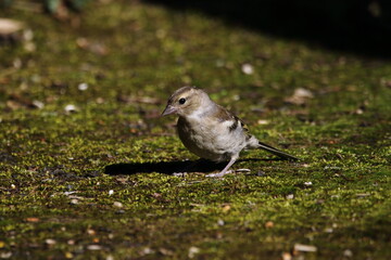 A female Chaffinch searching for food.
