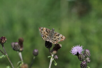 A mallow skipper on a purple flower.