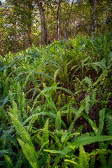 ferns on a hillside in the forest