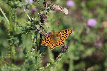 A Queen of Spain fritillary (Issoria lathonia)