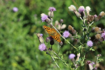 A Queen of Spain fritillary (Issoria lathonia)